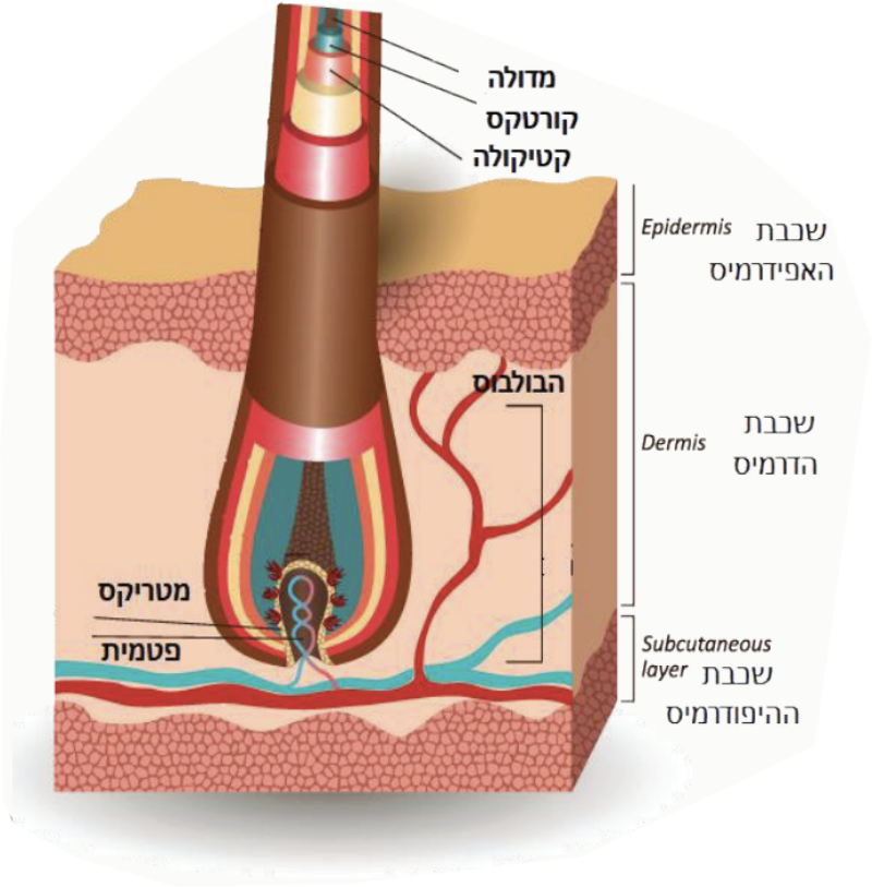 תרשים של זקיק שיער בעור, עם כיתוב בעברית ובאנגלית המציין את השכבות: אפידרמיס, דרמיס, רקמה תת-עורית. כולל התייחסות ל"אפילציה" (epilation), הממחישה כיצד ההליך פועל על זקיקי השיער בעומקים שונים של העור.